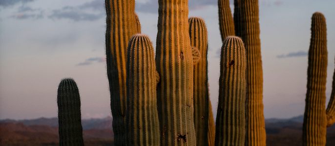 Mesa Cactus